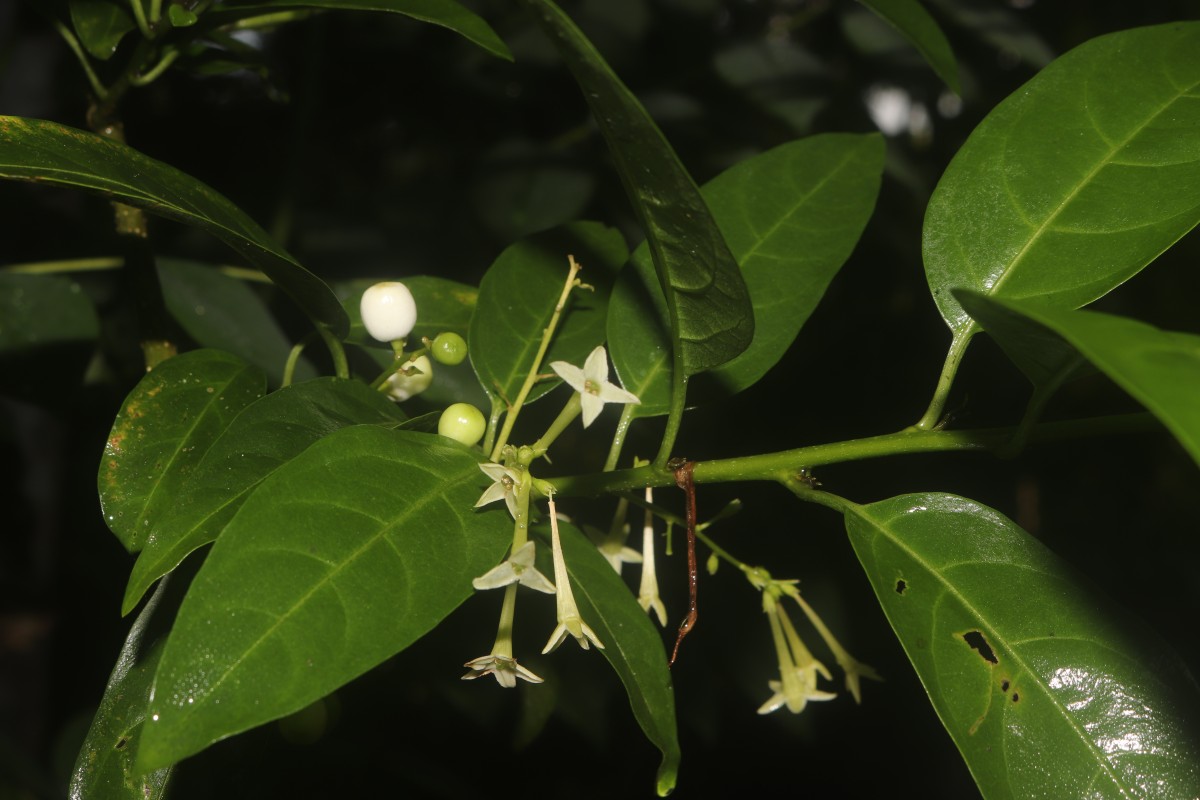 Cestrum nocturnum L.